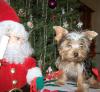 Post your Yorkies Christmas Picture!-xmas.jpg