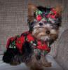 Post your Yorkies Christmas Picture!-little-gracie-red-black-flower-x-mas-vest.jpg