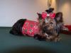 Post your Yorkies Christmas Picture!-izzy-red-holly-vest.jpg