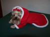Post your Yorkies Christmas Picture!-tiki-red-x-mas-coat.jpg