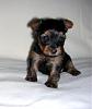 Trying to find home for little girl-abby-3wks-5-days-o.jpg