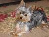 New to Yorkie Talk-bella-new-carpet.jpg