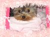 New to Yorkie Talk-bella-pink-house.jpg