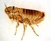 Can someone tell me what a flea looks like-flea-1.jpg