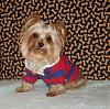 Meet Teddy!! My new rescue from Fl. Yorkie Rescue!!-teddy_after_4-small.jpg