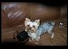 Adult puppy cuts !!!-dscn0226_email.jpg