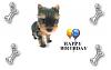 It'z mi Berthda tooday! Yippeee!-happybirhtdayyorkie.jpg