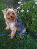 Anyone with larger yorkies?-noah.jpg