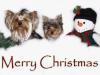 Post your Yorkies Christmas Picture!-lexi-tori-243.jpg