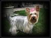 Silver yorkies!-molly-outside.jpg