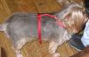 New member & first time yorkie owner!-jillian-blue-born-4-13_4.jpg