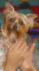 New member & first time yorkie owner!-jillian-blue-born-face-4-13_5.jpg