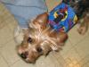 Adult puppy cuts !!!-11-22-2005-004.jpg