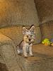 AKC Registration questions????-dsc01321-small-.jpg