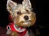 AKC Registration questions????-dsc00162-small-.jpg