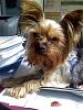 Who owns a rescue or rehomed Yorkie?-mickey-hard-work-resized.jpg