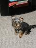 New to YT - Is our son a Yorkie?-first-meetup-pics-006.jpg