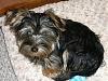 New to YT - Is our son a Yorkie?-march-2009-001.jpg