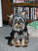 New to YT - Is our son a Yorkie?-roxie-ryder-005.jpg