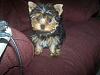 My New Pictures of Bella-000_0052.jpg