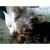 Yorkie & Pitbull...Who said they can't get along?-liloandcoral.jpg