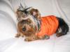 Sporty Spice Yorkie!!-oli-jacket-laying-sm.jpg