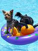 Do Yorkie's like to swim?-p1050236.jpg
