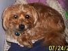 Yorkies in cold weather-copper-small.jpg