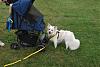How often and where do you use your dog stroller?-dsc6392.jpg