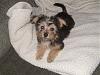 As promised, Riley's Yorkiechon babies!-sn852143-640x480-.jpg