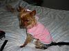 Yorkies in cold weather-165991429c.jpg