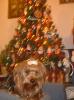 Yorkietalk Christmas Contest Entries Here!-image1.jpg