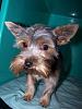 Took Bonnie to get groomed-100_2660-20-2-.jpg