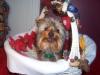 Yorkietalk Christmas Contest Entries Here!-smilingscoutchristmas.jpg