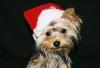 Yorkietalk Christmas Contest Entries Here!-xmas2.jpg