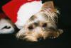 Yorkietalk Christmas Contest Entries Here!-xmas1.jpg