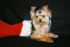 Yorkietalk Christmas Contest Entries Here!-xmas3.jpg