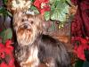 Yorkietalk Christmas Contest Entries Here!-matise-xmas-pic.jpg