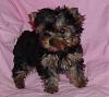 I am getting my baby girl Saturday!!!-lexi.jpg