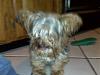 I have a yorkie Foster now too.....-img01072.jpg