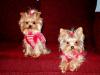 Yorkietalk Christmas Contest Entries Here!-november-244-528-x-396-.jpg