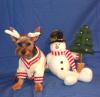 Yorkietalk Christmas Contest Entries Here!-vfre.jpg