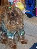 Puppy Clothes-picture-578.jpg