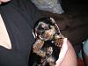 will the "runt" of the litter always stay smaller?-chloe-1-sz.jpg