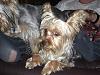 I was just given a AKC 8 1/2 month male Yorkie!!!!-sept-002.jpg
