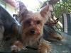 I was just given a AKC 8 1/2 month male Yorkie!!!!-photo.jpg