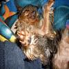 Its got to be a yorkie thing lol-790545948c.jpg