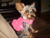 Showing off Lola's new harness!-010.jpg