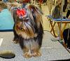 How long did it take to grow out your yorkies hair?-cha15prettyaasm.jpg