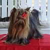 How long did it take to grow out your yorkies hair?-3.jpg